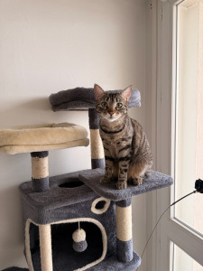 Photo de galerie - Mon petit chat 