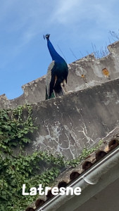 Photo de galerie - Je propose mes services, jardinerie et bricolage