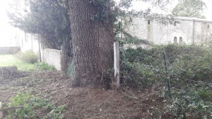 Photo de galerie - Tonte de pelouse - Débroussaillage