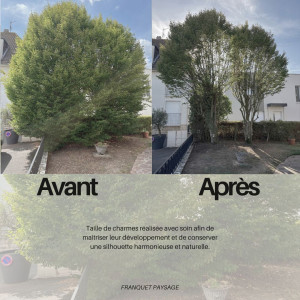 Photo de galerie - Avant / Après taille de charmes 