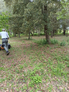 Photo de galerie - Débroussaillage d' un bois de chêne truffier 