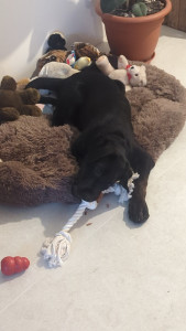 Photo de galerie - Garde chien