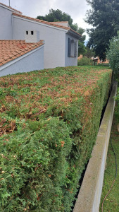 Photo de galerie - Taille haut de cyprès 