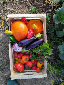 Photo de galerie - Récolte moi d'octobre 2025.
J'ai une vraie passion pour les plantes et légumes 