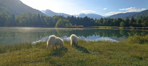 Photo de galerie - Garde chien