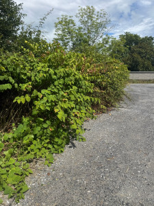 Photo de galerie - Elagage et coupe d'arbres