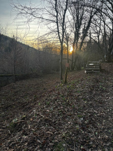 Photo de galerie - Défrichage terrain (après)