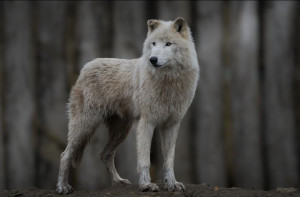 Photo de galerie - Photographie d'un loup arctique au zoo de beauval.