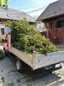Photo de galerie - élagage...
