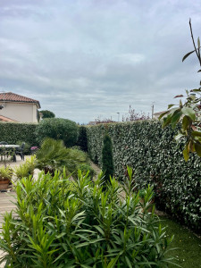 Photo de galerie - 30M de haies tailler 