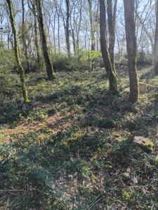 Photo de galerie - Tonte de pelouse - Débroussaillage