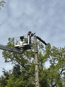 Photo de galerie - Abattage d'arbre 