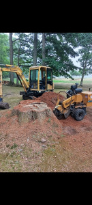 Photo de galerie - Suppression de souche 