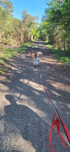 Photo de galerie - Balade avec mon chien et un pensionnaire