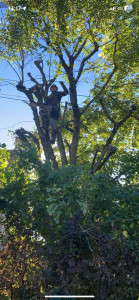 Photo de galerie - Élagage arbre