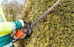 Photo de galerie - Taille de haie 