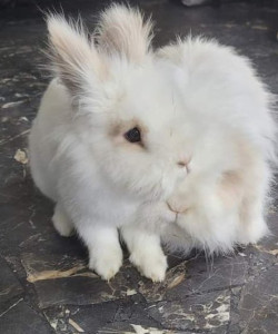 Photo de galerie - Charly et Lilu 