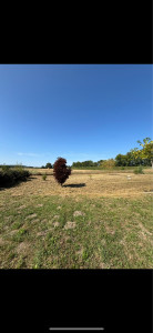 Photo de galerie - Tonte de pelouse - Débroussaillage