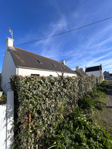 Photo de galerie - Taille d’une haie d’elaeagnus / après