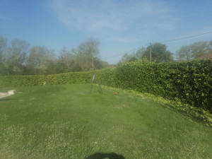 Photo de galerie - Taille d'une haie de 80m de long en cours 