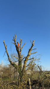 Photo de galerie - Élagage d’un arbre de 10 mètres