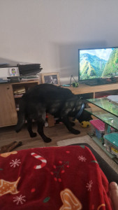 Photo de galerie - Garde chien