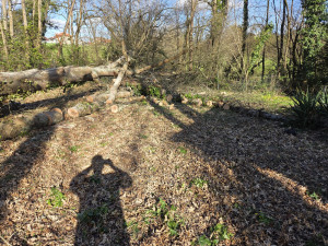Photo de galerie - Début de nettoyage  sur un gros chêne tomber lors de la tempête 