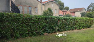 Photo de galerie - Taille de haies et d'arbustes
