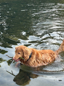 Photo de galerie - Dog sitting rivière 