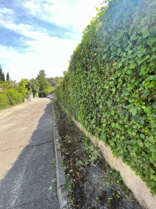 Photo de galerie - Taillage de haie
