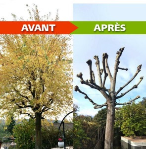 Photo de galerie - Taille d’arbres avant après