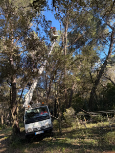 Photo de galerie - Abatage de 3 Pins avec nacelle