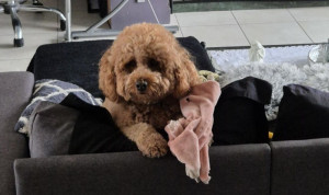 Photo de galerie - L'adorable Homère 