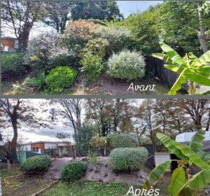 Photo de galerie - Taille de restructuration de divers arbustes 