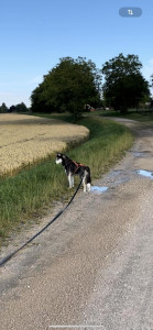Photo de galerie - Garde ou promenade de chiens 