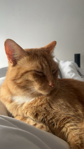 Photo de galerie - Petite sieste ? 