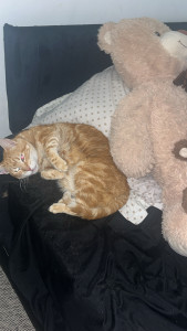 Photo de galerie - Une chatte calme et câline qui vit chez moi pour 2 mois et demi un vrai bonheur ? î 