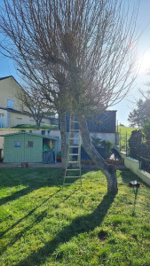 Photo de galerie - Elagage et coupe d'arbres
