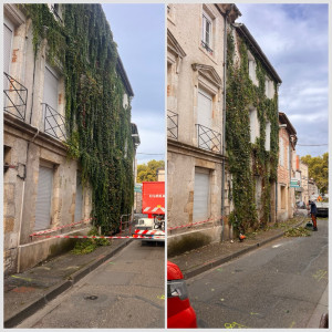 Photo de galerie - Elagage et coupe d'arbres