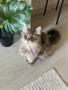 Photo de galerie - Garde chat