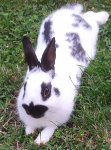 Photo de galerie - .