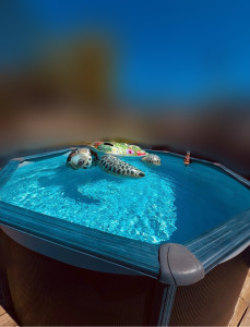 Photo de galerie - Entretien / Conseil Piscines 