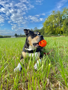 Photo de galerie - Garde chien