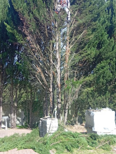Photo de galerie - Elagage et coupe d'arbres