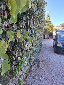 Photo de galerie - Après Taille des pointes 