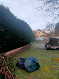 Photo de galerie - Abattage rangée de thuyas (35 mètres)
