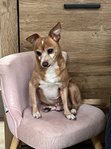 Photo de galerie - Garde chien âgées à domicile plus promenade et nourriture 