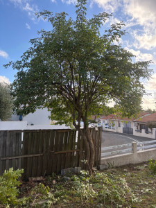 Photo de galerie - Taille d’un arbre à l’abandon 