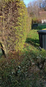 Photo de galerie - Taille de haies et d'arbustes