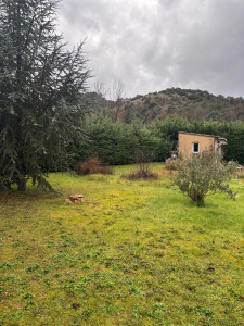 Photo de galerie - Taille de haies et d'arbustes